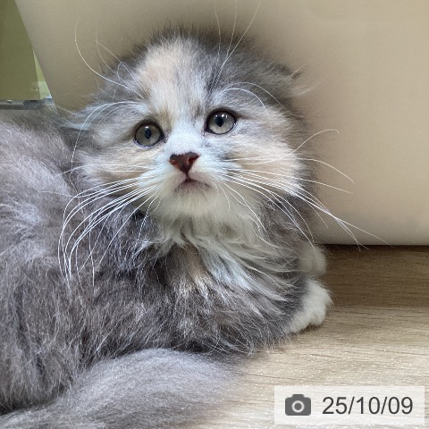 スコティッシュフォールドの写真