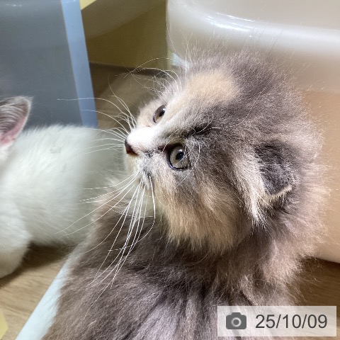 スコティッシュフォールドの写真