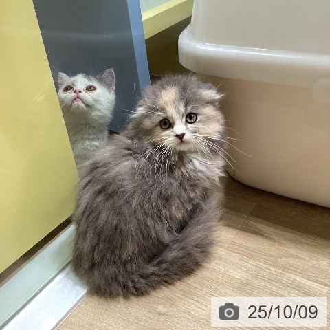 スコティッシュフォールドの写真