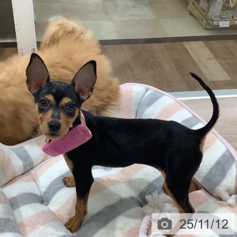 ミニチュア・ピンシャーの写真