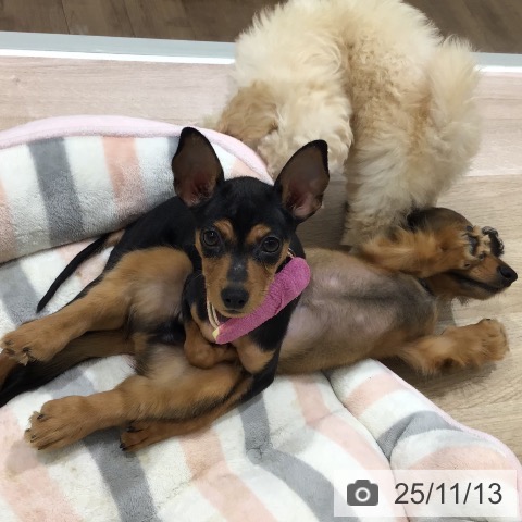 ミニチュア・ピンシャーの写真