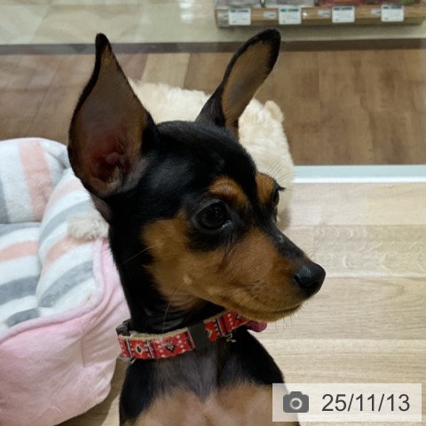 ミニチュア・ピンシャーの写真