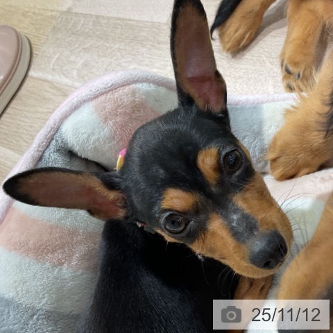 ミニチュア・ピンシャーの写真