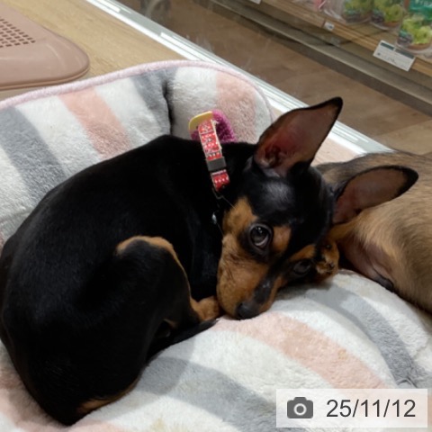 ミニチュア・ピンシャーの写真