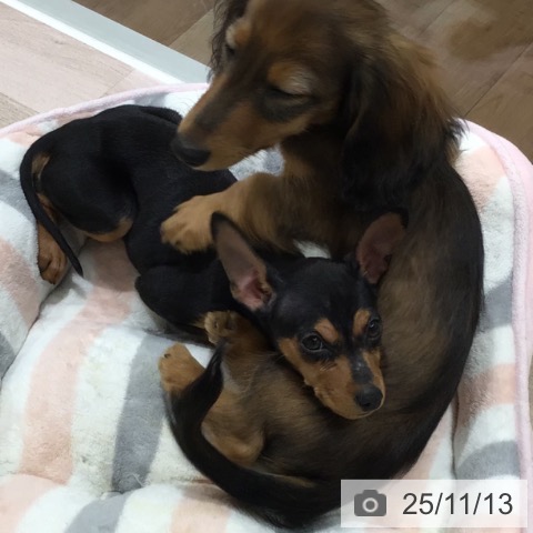 ミニチュア・ピンシャーの写真