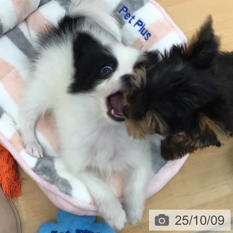 パピヨンの写真