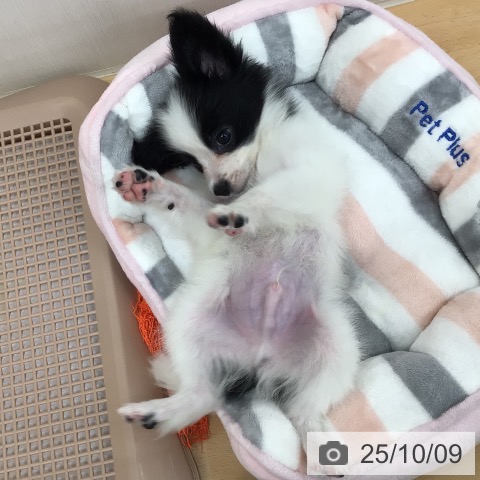 パピヨンの写真