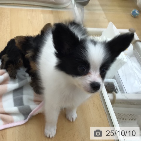 パピヨンの写真