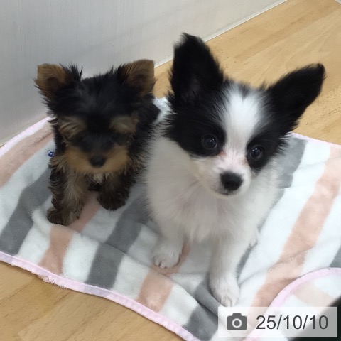 パピヨンの写真