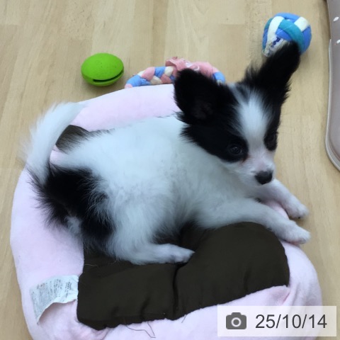 パピヨンの写真