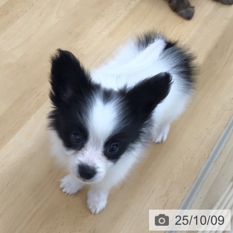 パピヨンの写真