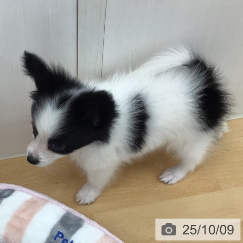 パピヨンの写真