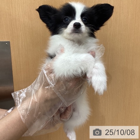 パピヨンの写真