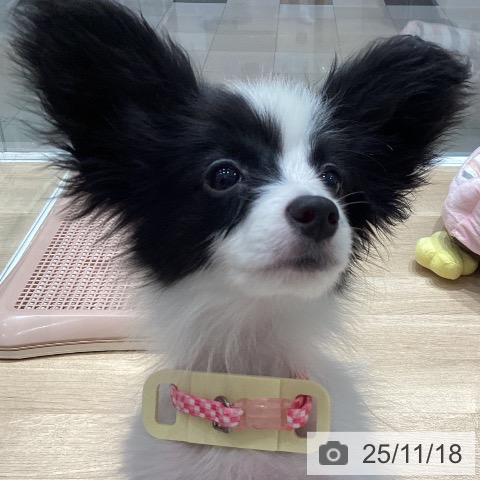 パピヨンの写真