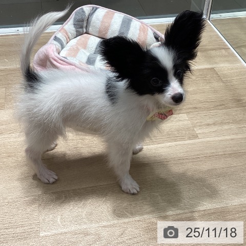 パピヨンの写真