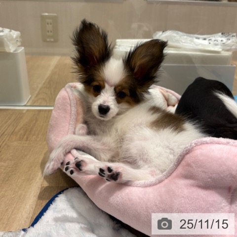 パピヨンの写真