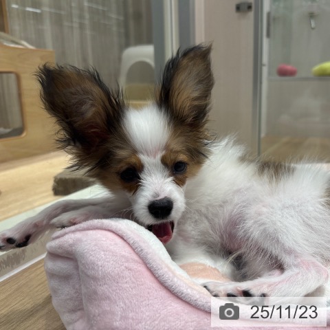 パピヨンの写真