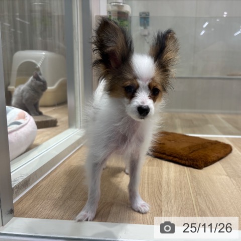 パピヨンの写真