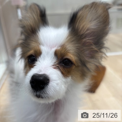 パピヨンの写真