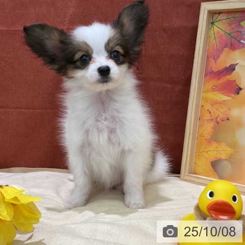 パピヨンの写真