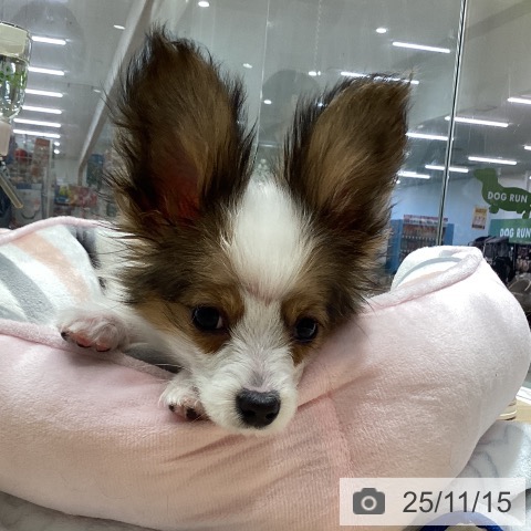 パピヨンの写真