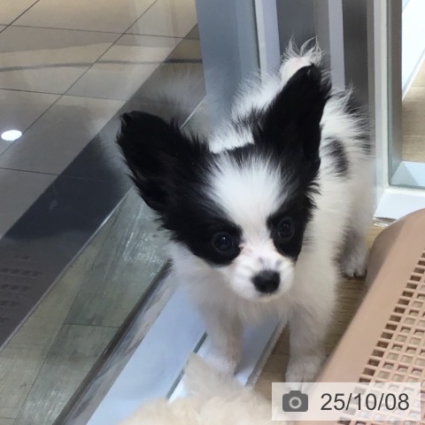 パピヨンの写真
