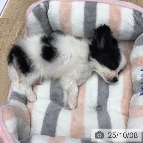 パピヨンの写真