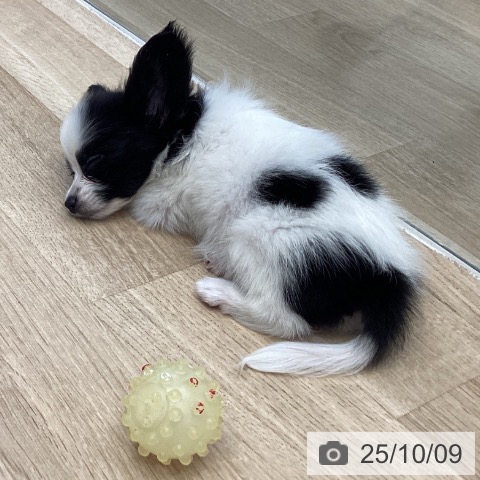 パピヨンの写真
