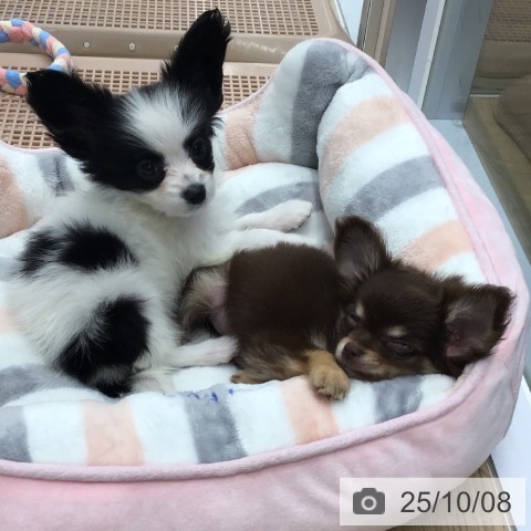 パピヨンの写真