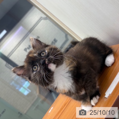 ミヌエットの写真