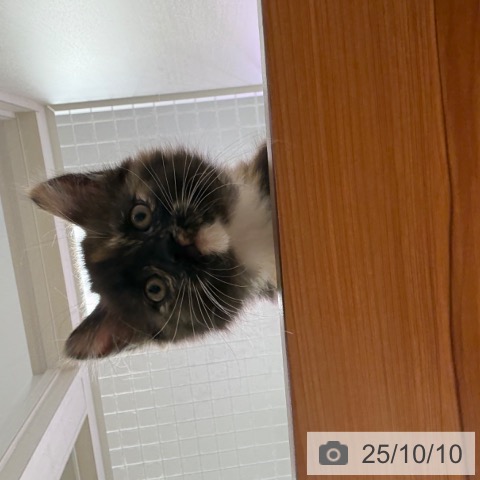 ミヌエットの写真