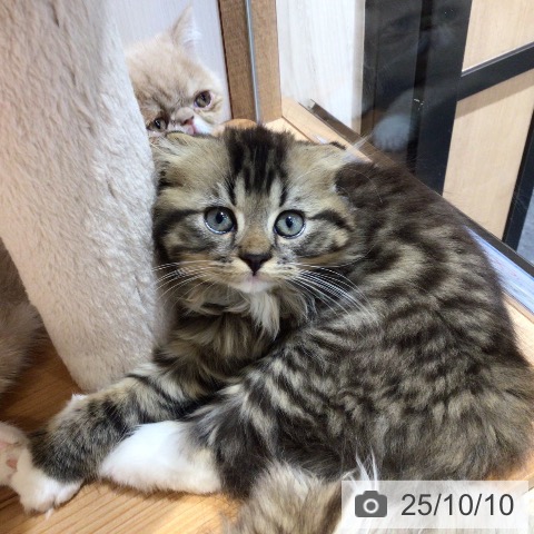 スコティッシュフォールドの写真