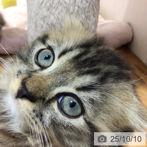 スコティッシュフォールドの写真