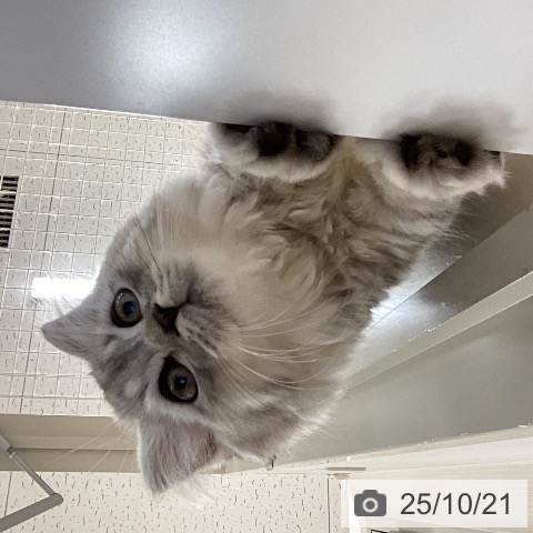 スコティッシュフォールドの写真