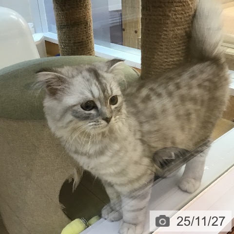 スコティッシュフォールドの写真