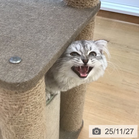 スコティッシュフォールドの写真