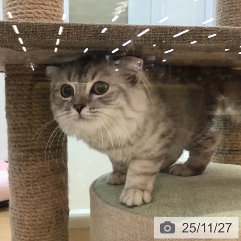 スコティッシュフォールドの写真