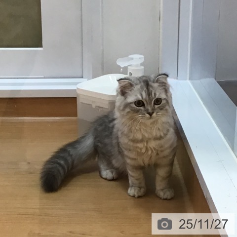 スコティッシュフォールドの写真