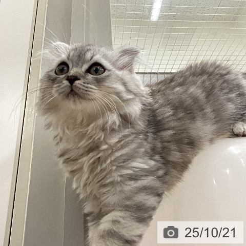 スコティッシュフォールドの写真