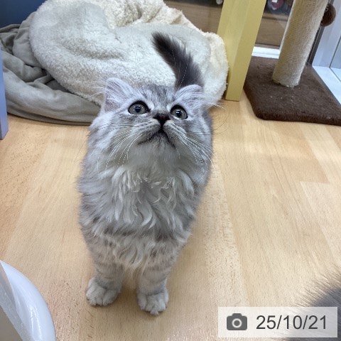 スコティッシュフォールドの写真