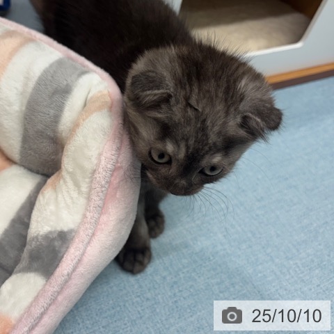 スコティッシュフォールドの写真