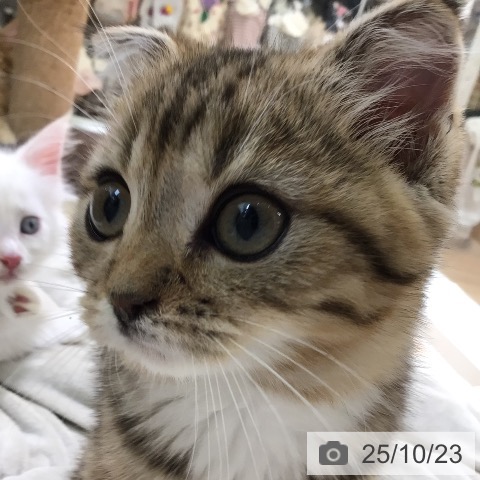 スコティッシュフォールドの写真