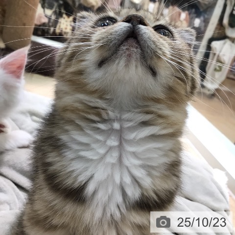 スコティッシュフォールドの写真