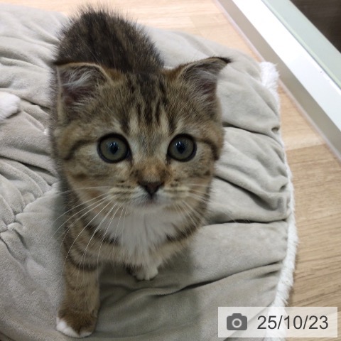 スコティッシュフォールドの写真