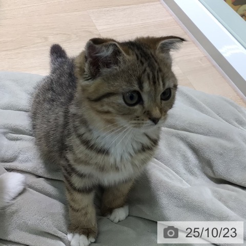 スコティッシュフォールドの写真
