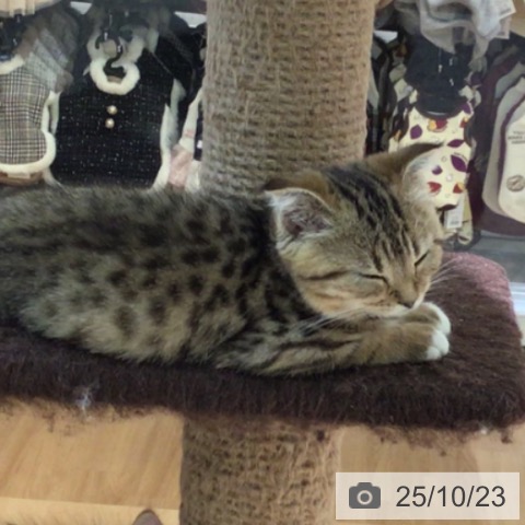 スコティッシュフォールドの写真