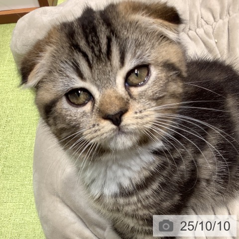 スコティッシュフォールドの写真