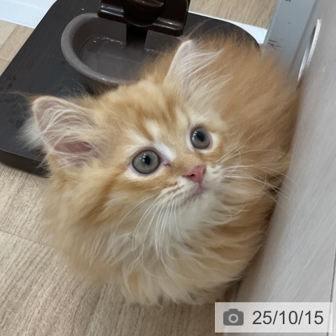 ペルシャの写真