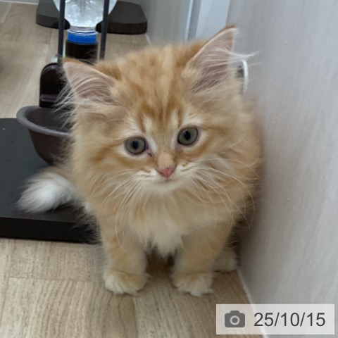 ペルシャの写真