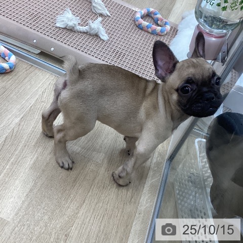フレンチ・ブルドッグの写真